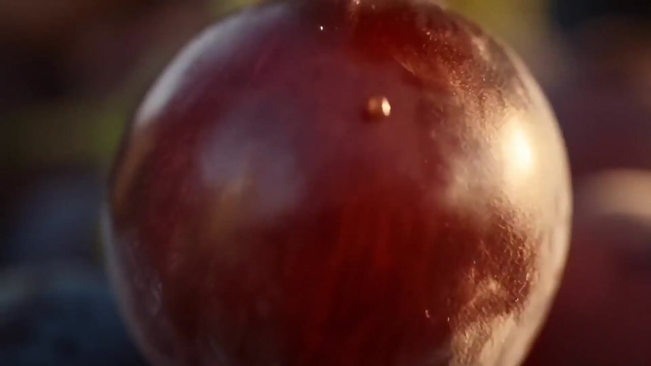 Extreme close-up of a dark red plum with a single water droplet